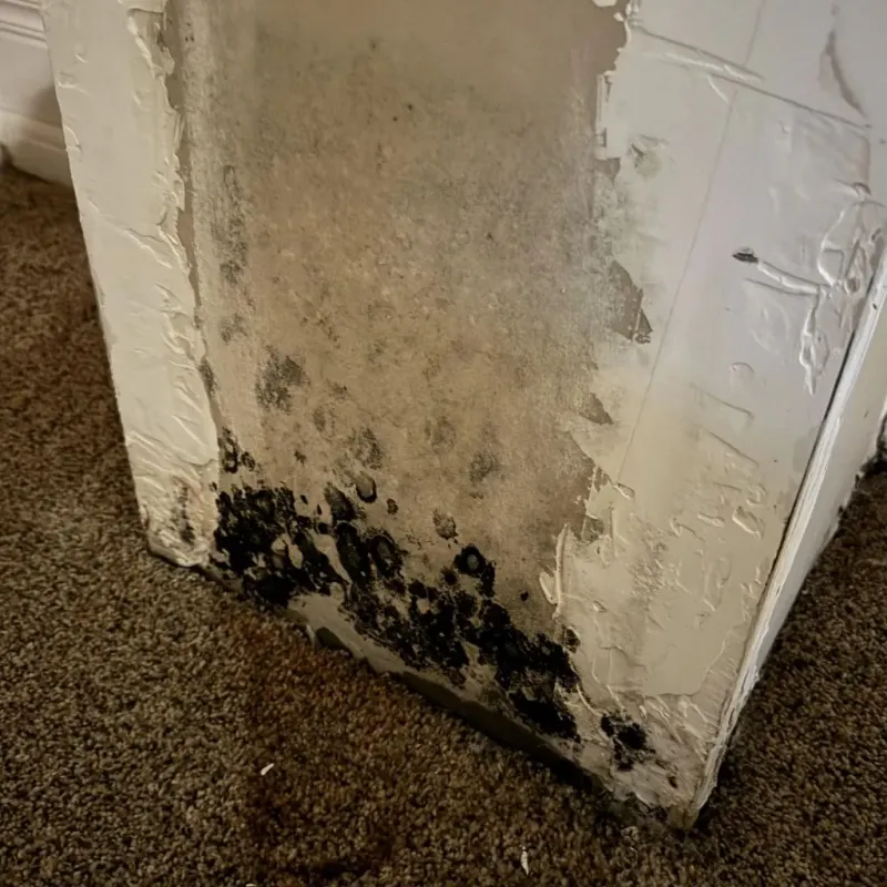 Professional Mold Removal in McKees Rocks, PA